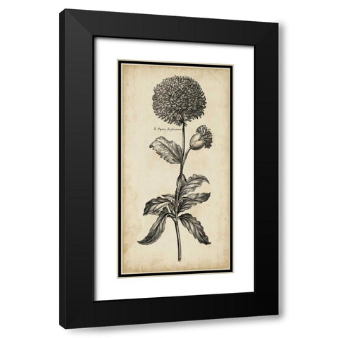 Singular Beauty II Black Modern Wood Framed Art Print with Double Matting by Vision Studio