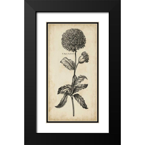 Singular Beauty II Black Modern Wood Framed Art Print with Double Matting by Vision Studio