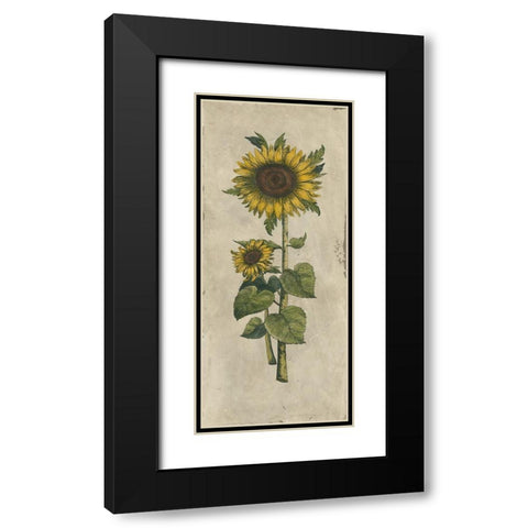 Sunflower Fresco II Black Modern Wood Framed Art Print with Double Matting by Vision Studio