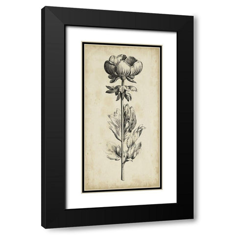 Singular Beauty III Black Modern Wood Framed Art Print with Double Matting by Vision Studio