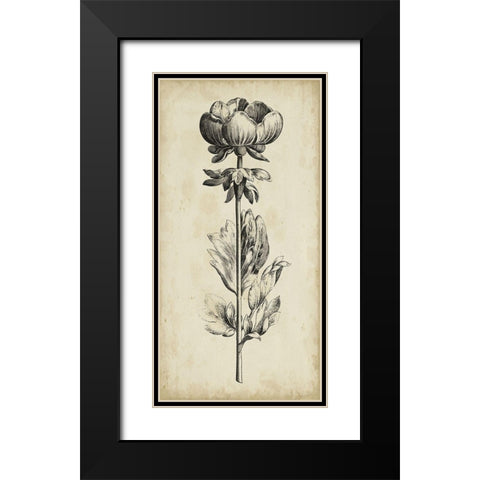 Singular Beauty III Black Modern Wood Framed Art Print with Double Matting by Vision Studio