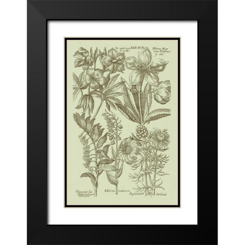 Garden of Flora III Black Modern Wood Framed Art Print with Double Matting by Vision Studio