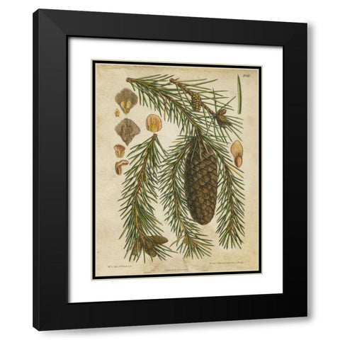 Vintage Conifers I Black Modern Wood Framed Art Print with Double Matting by Vision Studio
