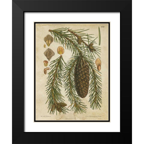 Vintage Conifers I Black Modern Wood Framed Art Print with Double Matting by Vision Studio