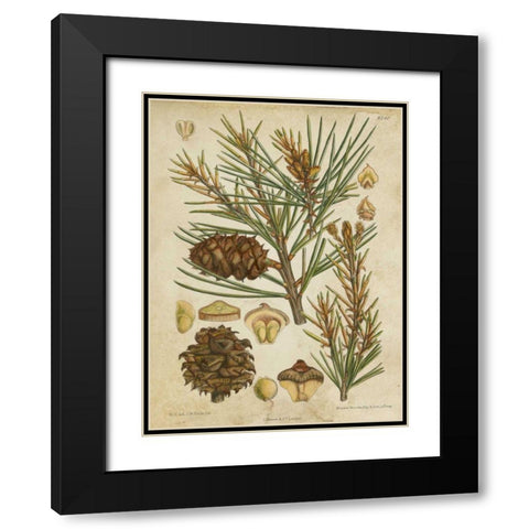 Vintage Conifers II Black Modern Wood Framed Art Print with Double Matting by Vision Studio