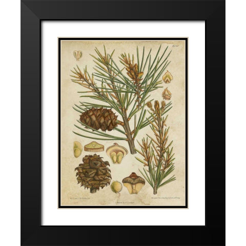 Vintage Conifers II Black Modern Wood Framed Art Print with Double Matting by Vision Studio