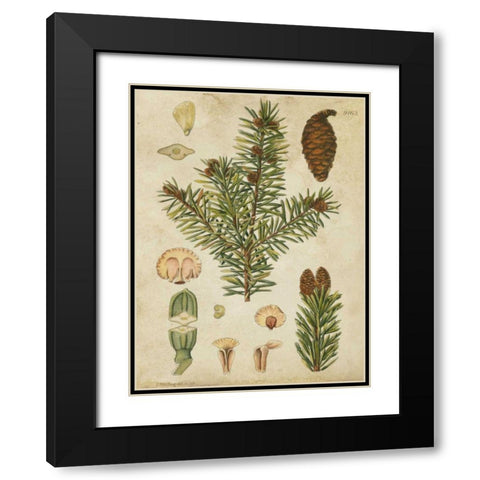Vintage Conifers III Black Modern Wood Framed Art Print with Double Matting by Vision Studio