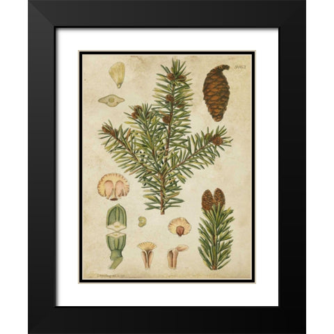 Vintage Conifers III Black Modern Wood Framed Art Print with Double Matting by Vision Studio