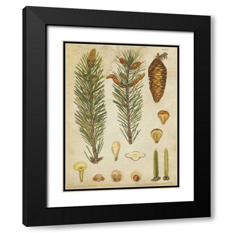 Vintage Conifers IV Black Modern Wood Framed Art Print with Double Matting by Vision Studio