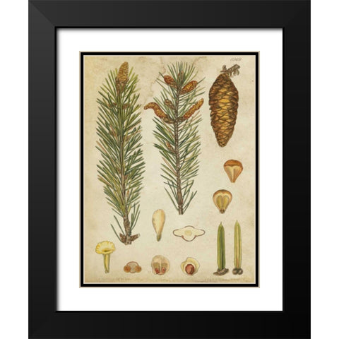Vintage Conifers IV Black Modern Wood Framed Art Print with Double Matting by Vision Studio
