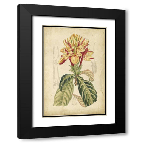 Curtis Tropical Blooms IV Black Modern Wood Framed Art Print with Double Matting by Curtis