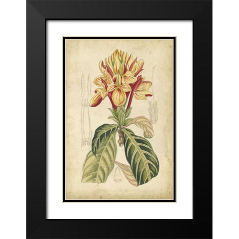 Curtis Tropical Blooms IV Black Modern Wood Framed Art Print with Double Matting by Curtis