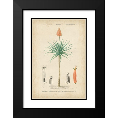Tropical Botanique II Black Modern Wood Framed Art Print with Double Matting by Vision Studio