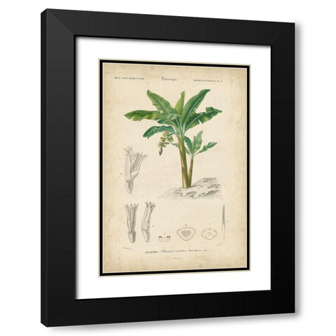 Tropical Botanique III Black Modern Wood Framed Art Print with Double Matting by Vision Studio