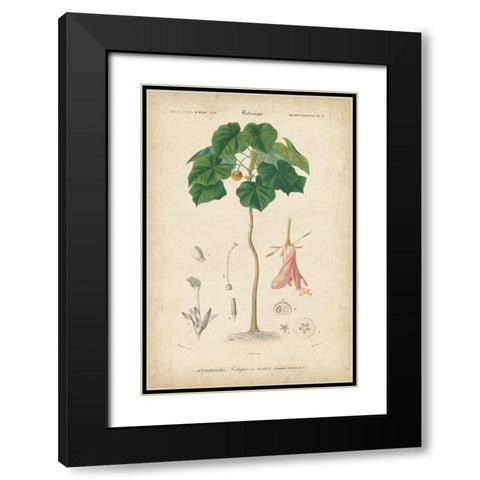 Tropical Botanique V Black Modern Wood Framed Art Print with Double Matting by Vision Studio