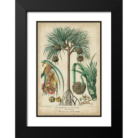 Palma Exotica I Black Modern Wood Framed Art Print with Double Matting by Vision Studio