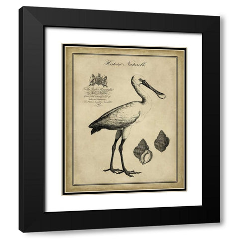 Antiquarian Spoonbill Black Modern Wood Framed Art Print with Double Matting by Vision Studio