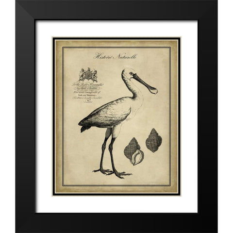 Antiquarian Spoonbill Black Modern Wood Framed Art Print with Double Matting by Vision Studio