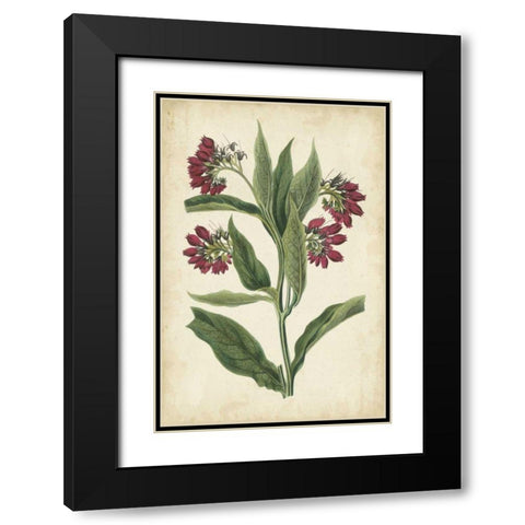Botanical Display IV Black Modern Wood Framed Art Print with Double Matting by Vision Studio
