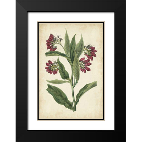 Botanical Display IV Black Modern Wood Framed Art Print with Double Matting by Vision Studio