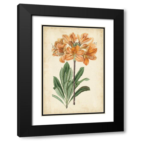 Botanical Display V Black Modern Wood Framed Art Print with Double Matting by Vision Studio