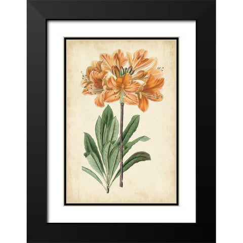 Botanical Display V Black Modern Wood Framed Art Print with Double Matting by Vision Studio