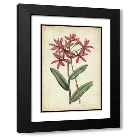 Botanical Display VI Black Modern Wood Framed Art Print with Double Matting by Vision Studio