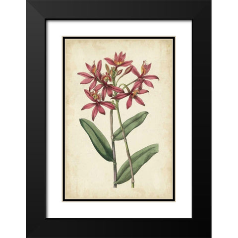 Botanical Display VI Black Modern Wood Framed Art Print with Double Matting by Vision Studio