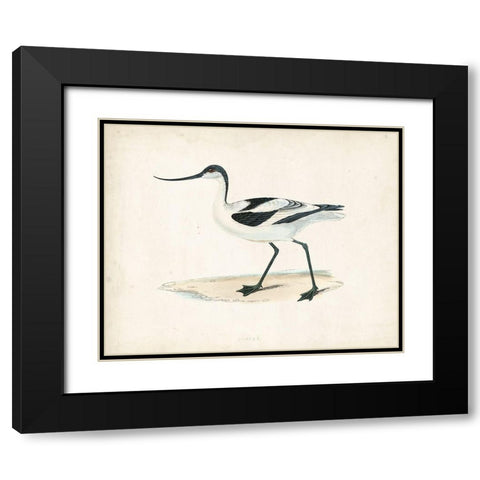 Morris Sandpiper IV Black Modern Wood Framed Art Print with Double Matting by Morris