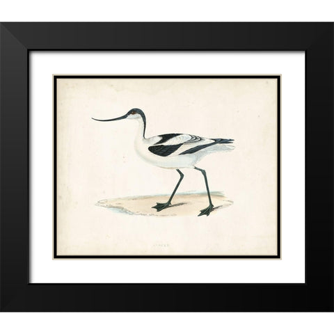 Morris Sandpiper IV Black Modern Wood Framed Art Print with Double Matting by Morris