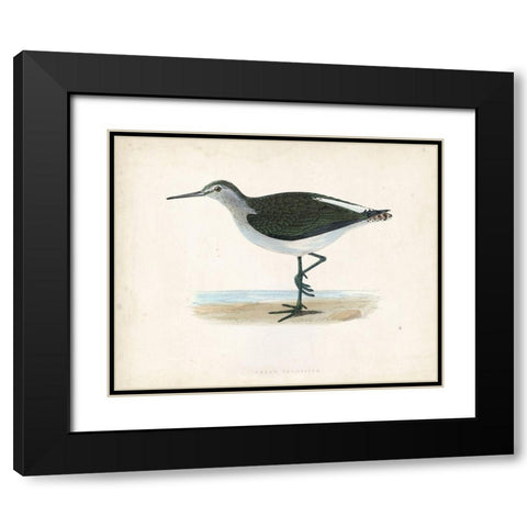 Morris Sandpiper VI Black Modern Wood Framed Art Print with Double Matting by Morris