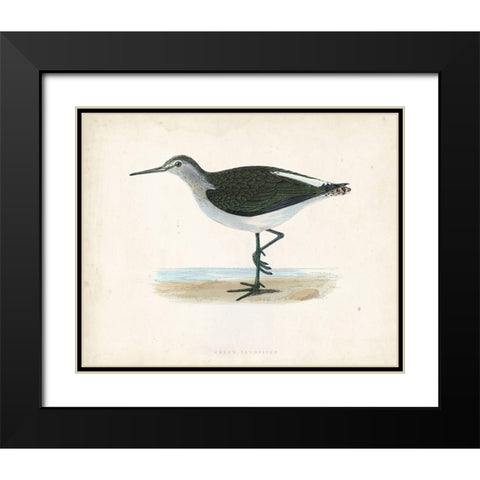 Morris Sandpiper VI Black Modern Wood Framed Art Print with Double Matting by Morris