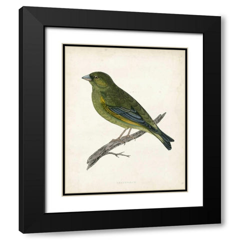 Morris Greenfinch Black Modern Wood Framed Art Print with Double Matting by Morris