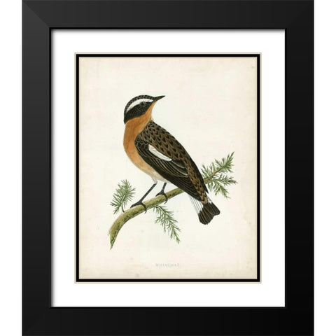 Morris Whinchat Black Modern Wood Framed Art Print with Double Matting by Morris