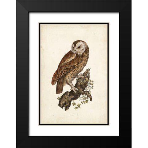 Tawny Owl Black Modern Wood Framed Art Print with Double Matting by Selby, John