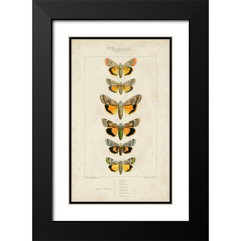 Pauquet Butterflies I Black Modern Wood Framed Art Print with Double Matting by Pauquet