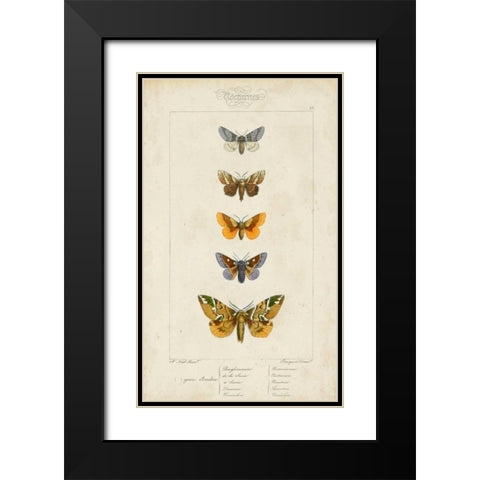 Pauquet Butterflies IV Black Modern Wood Framed Art Print with Double Matting by Pauquet