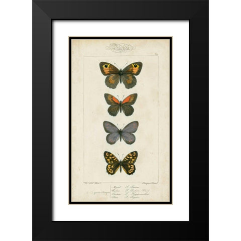 Pauquet Butterflies V Black Modern Wood Framed Art Print with Double Matting by Pauquet