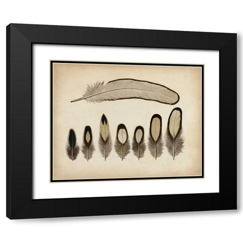 Vintage Feathers IX Black Modern Wood Framed Art Print with Double Matting by Unknown