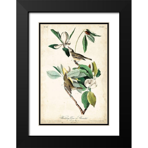 UA CH Warbling Vireo Black Modern Wood Framed Art Print with Double Matting by Audubon, John James