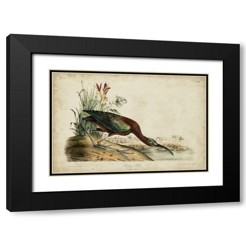 Glossy Ibis Black Modern Wood Framed Art Print with Double Matting by Audubon, John James