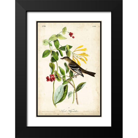 Audubon Bird and Botanical II Black Modern Wood Framed Art Print with Double Matting by Audubon, John James