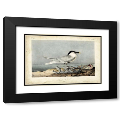 Audubon Sandwich Tern Black Modern Wood Framed Art Print with Double Matting by Audubon, John James