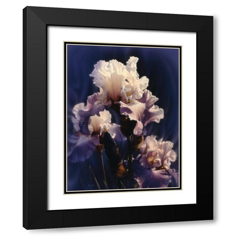 Purple Iris Black Modern Wood Framed Art Print with Double Matting by Bogle, Collin