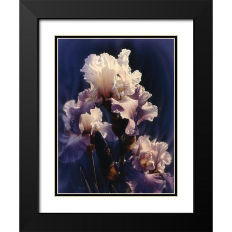 Purple Iris Black Modern Wood Framed Art Print with Double Matting by Bogle, Collin
