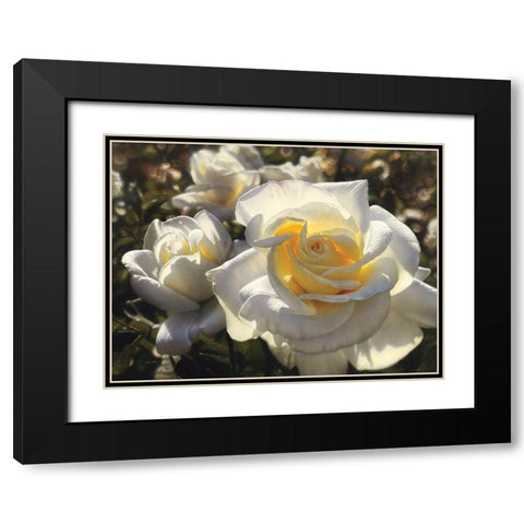 White Roses Black Modern Wood Framed Art Print with Double Matting by Bogle, Collin