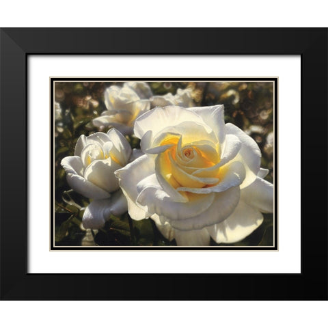 White Roses Black Modern Wood Framed Art Print with Double Matting by Bogle, Collin