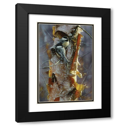 Black-Capped Chickadees - Sunlit Birch Black Modern Wood Framed Art Print with Double Matting by Bogle, Collin