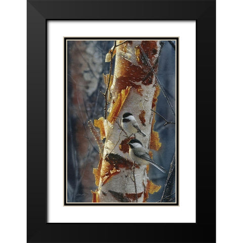 Black-Capped Chickadees - Sunlit Birch II Black Modern Wood Framed Art Print with Double Matting by Bogle, Collin