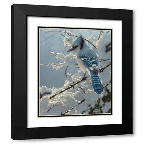 Blue Jay - On the Fence Black Modern Wood Framed Art Print with Double Matting by Bogle, Collin